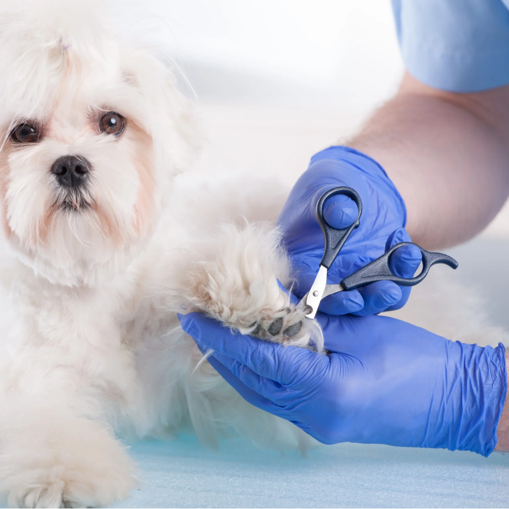 Pro-Val Premium Blue NiteSafe Disposable Nitrile Gloves (Pack 100 Gloves) (Carton 10 Packs)